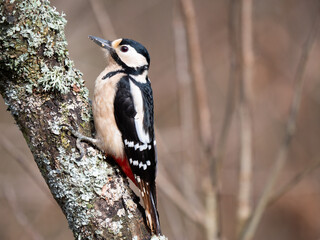 Lesser spotted woodpecker