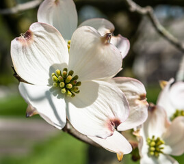 Fototapeta na wymiar White dogwood flowers in Frick Park, a city park in Pittsburgh, Pennsylvania, USA on a sunny spring day