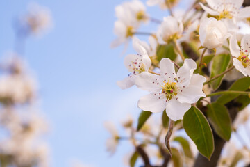 In the spring, the apple tree blossomed