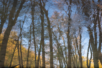 Trees in the forest and blue sky are reflected on the water surface