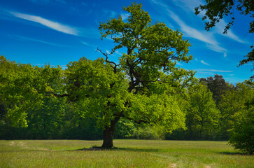 Naturschutzgebiet Taubergießen in der Ortenau