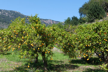 Fototapeta na wymiar Zitrusplantagen und Orangenbäume auf Terassenfelder in der Serra de Tramuntana bei Soller und Fornalutx. Die Bäume tragen Früchte und blühen gleichzeitig. Mallorca im Frühling.