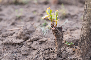 In the spring, the shoots of young vine seedling begin to grow in the vineyard