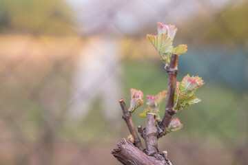 In the spring, vine shoots begin to grow in the vineyard