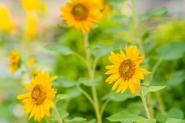 Closeup of Sunflower flower with green leaf under sunlight with copy space using as background natural plants landscape, ecology cover page concept.