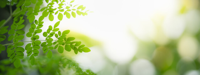 Obraz premium Closeup of beautiful nature view green leaf on blurred greenery background in garden with copy space using as background cover page concept.