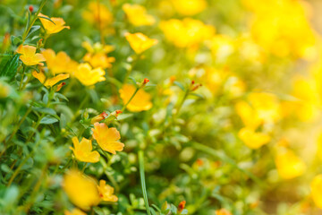 Closeup of yellow flower and green leaf under sunlight with copy space using as background natural plants landscape, ecology wallpaper concept.