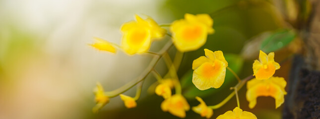 Obraz premium Closeup of yellow orchid flower and green leaf under sunlight with copy space using as background natural plants landscape, ecology cover page concept.