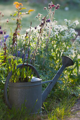 Gießkanne im Garten bei Morgenlicht © C. Schüßler
