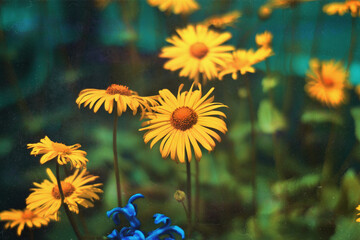 yellow flowers in the park. nature photography