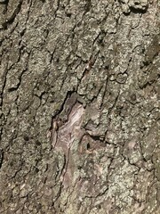 Close up of bark on a stump. Old tree. many years. close up of bark. macro photography. reusable. blog. articles. background. sunlight on the bark. High quality photo