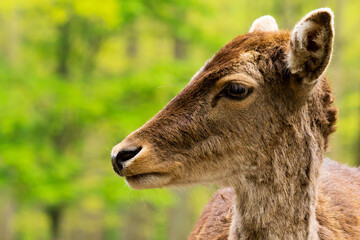 Junger Hirsch in der Sonne am Waldrand