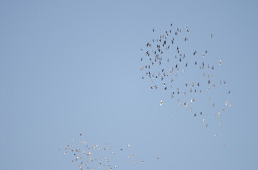 Flocks of domestic pigeon Columba livia domestica in flight. San Sebatian de La Gomera. La Gomera. Canary Islands. Spain