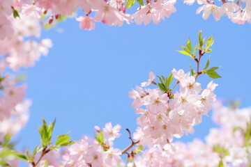 青空に映える満開の思川桜