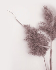 Botanical dry grass plant flower isolated on beige background. Art Boho Style Photography