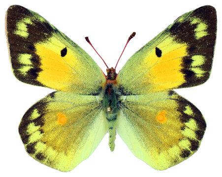 Nice yellow butterfly isolated on white Colias chrysotheme. Collection butterflies. Pieridae. Entomology. Insects