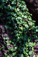 Wild vine plant as a natural background