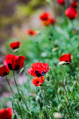 Naklejka premium Close up of red poppy flower