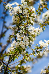 Obraz premium Blooming of fruit tree in the garden