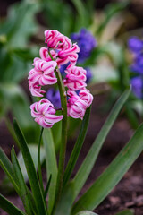 Spring garden with blooming hyacinth
