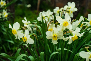 The bud of daffodils flower