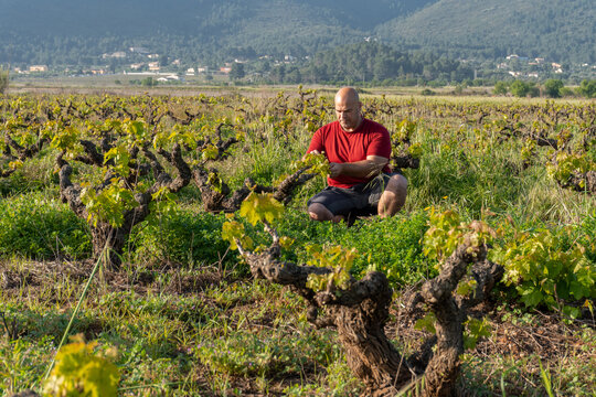 Male winemaker viticulturist, caring for and observing the development of the vines.