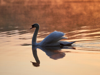 Swan swimming on Lake Baldeneysee in the rays of the rising sun.