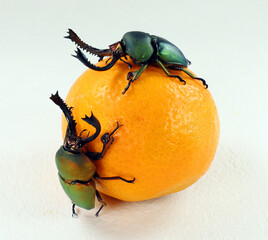Unusual stag beetles color forms Lamprima adolphinae on orange. Breeding beetles. Lucanidae....