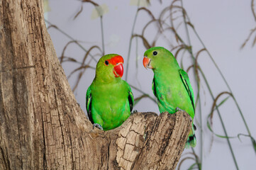 Tarantapapagei (Agapornis taranta), Black-winged Lovebird, in der Voliere.
