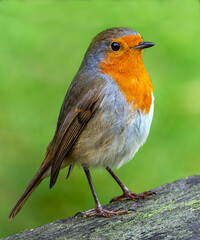 Robin