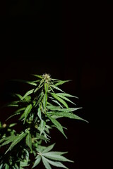 Close up cannabis plant on black background. Medical marijuana cultivation. Copy space