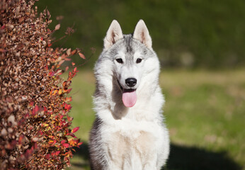 
Beautiful gray siberian husky puppy in the park