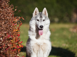 
Beautiful gray siberian husky puppy in the park