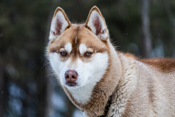 portrait of a red dog husky, close-up