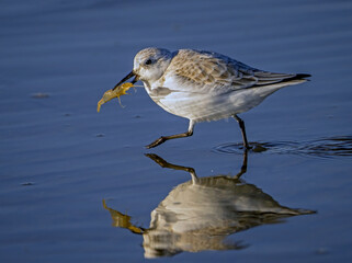 Sanderling with a shrimp