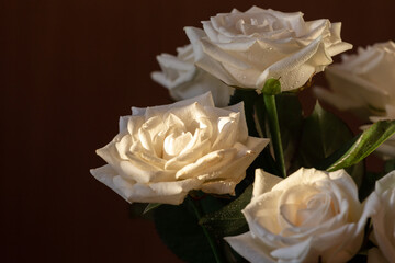 bouquet of white roses on a dark background