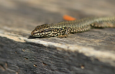 Un lézard affamé qui pause au soleil