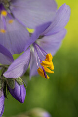 purple flower with yellow stamens