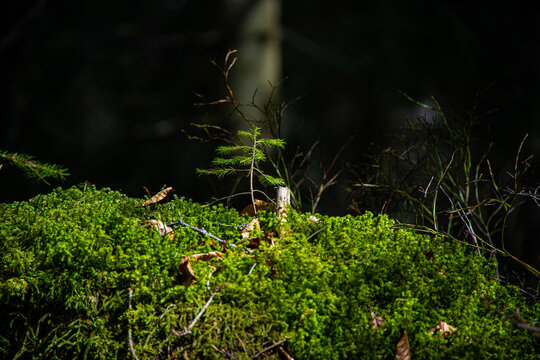 Keimling_8129