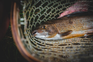 Portrait einer Äsche beim Fliegenfischen	