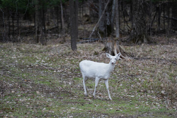 Obraz premium White Albino Deer Walking Through Forest