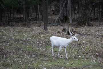 White Albino Deer Walking Through Forest