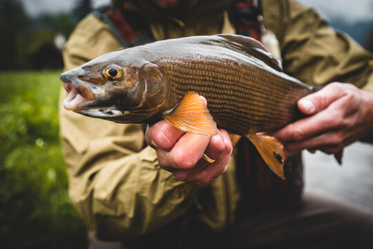 &Auml;sche gefangen beim Fliegenfischen im Fr&uuml;hling	