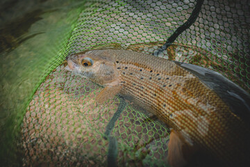 Portrait einer Äsche beim Fliegenfischen	