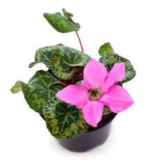 Cyclamen flowers in a pot.