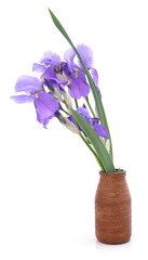 Blue irises in a vase.