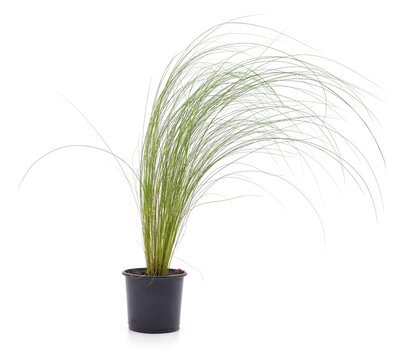 Decorative grass in a pot.
