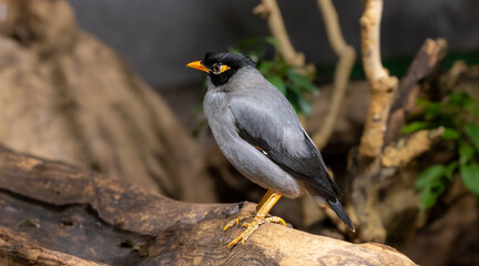 a common myna looking around