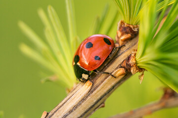 ladybug on larch