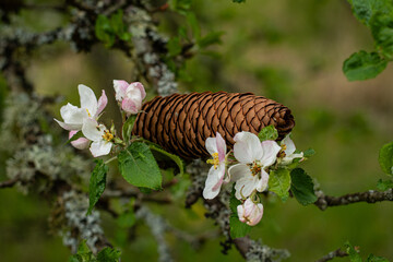 Pomme de pain